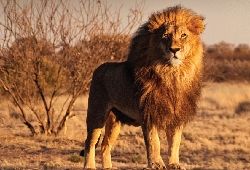 South Africa Rugby 18 Day Fully Escorted Tour 2026 